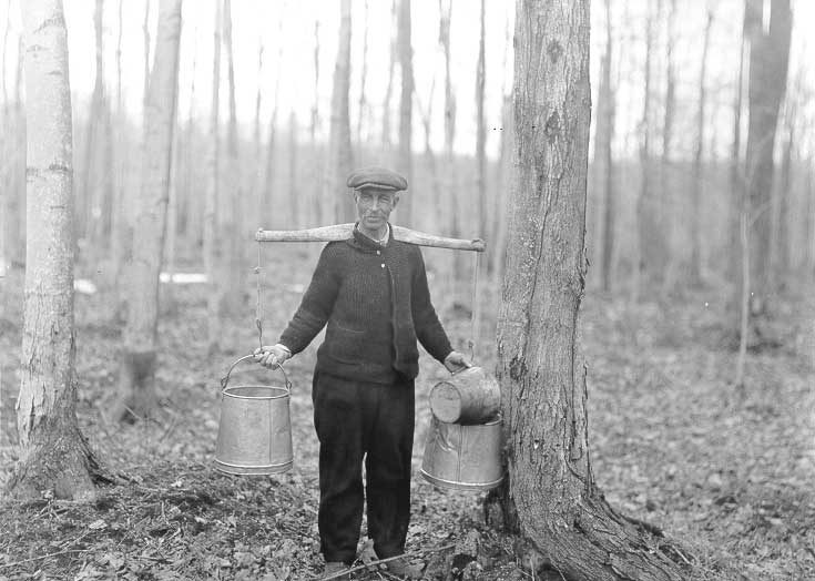 Collecting maple sap at Mont-Saint-Hilaire, Quebec