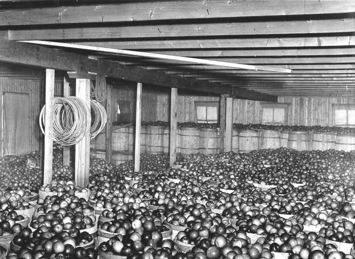 Warehouse full of apples