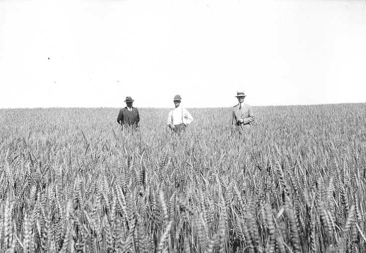 Wheat fields