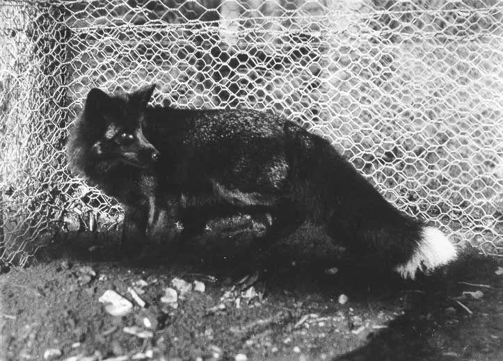 Fox farming