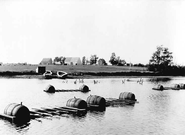 Cultivating oysters in hanging packs