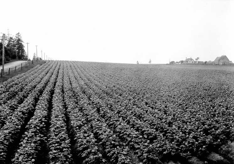 Fields of potato plants