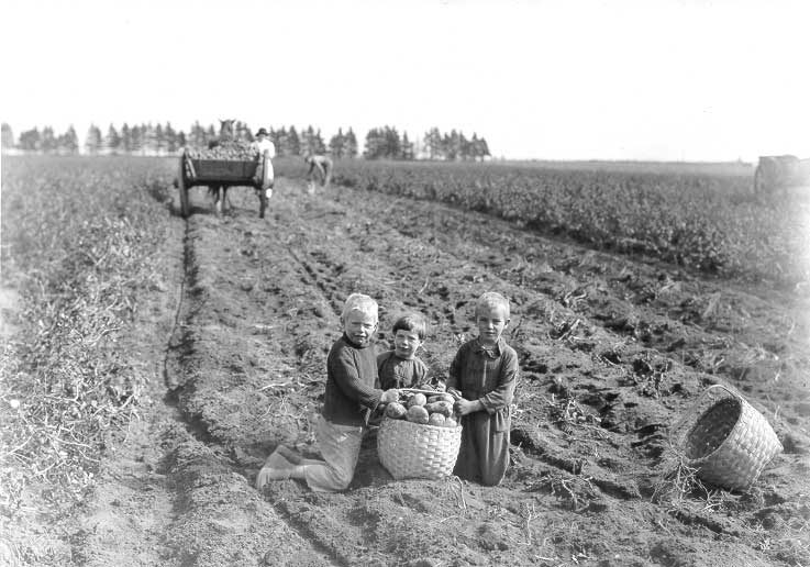 Manual potato harvest