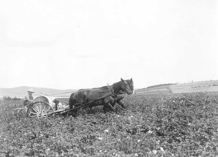 Spraying potatoes