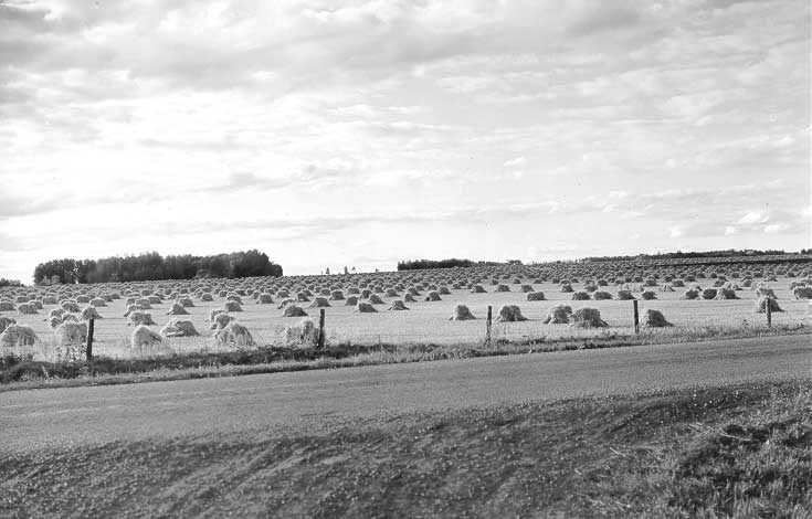 Field of stooks