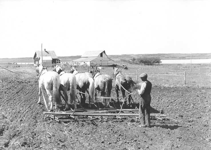 Horse-drawn adjustable harrows