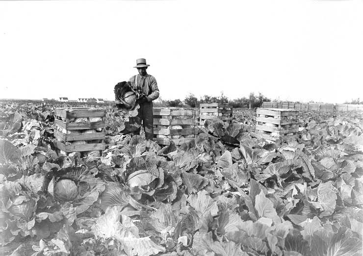 Packing cabbage for shipment