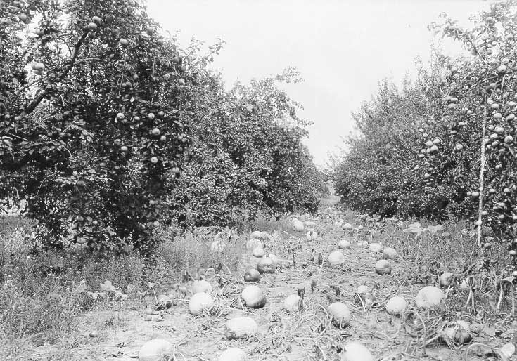 Pumpkins planted between rows of fruit trees