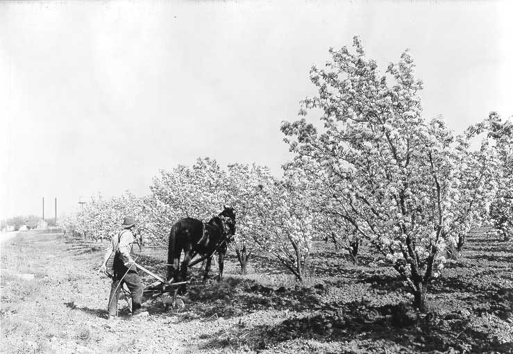 Ploughing between rows of pear trees