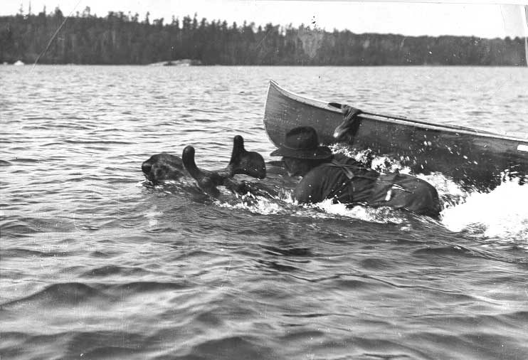 Moose-riding in Rainy Lake