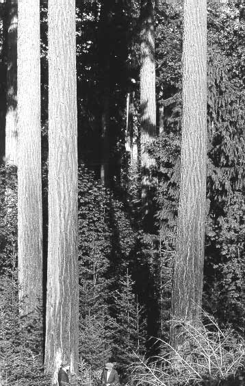 Big trees along railway line, Vancouver Island