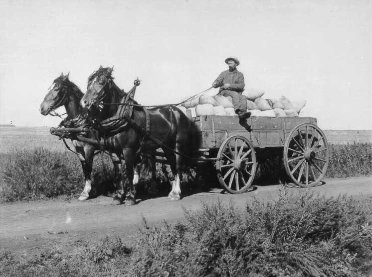 Wagonload of grain bagged for market