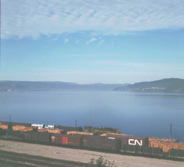 Logs await shipment in yard