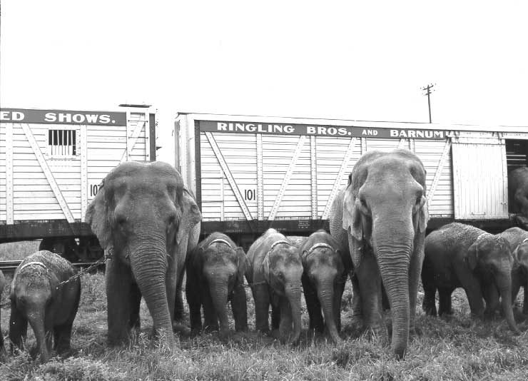 Elephants standing by circus train
