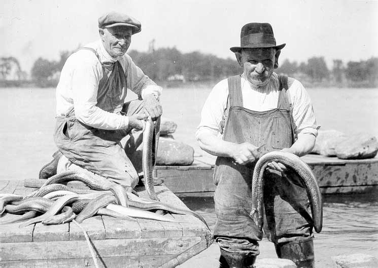 Eel fishing