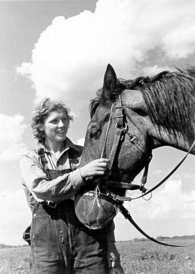 Horse wearing a nose basket to prevent eating and to keep free from flies