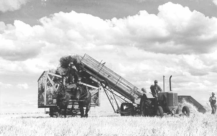 Loading wheat onto a bundle rack with a stook loader