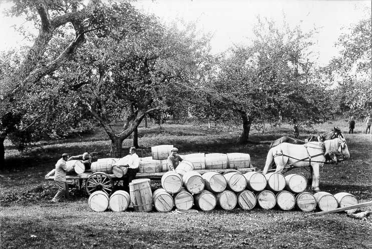 Unloading barrels of apples