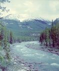 Sunwapta River, Alberta