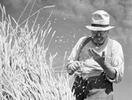 Wheat farmer inspecting crop