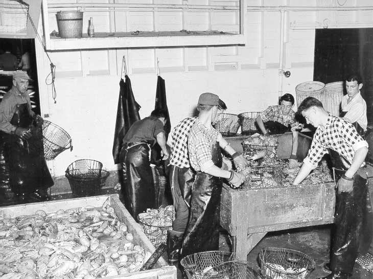 Separating lobster bodies into parts at a lobster cannery