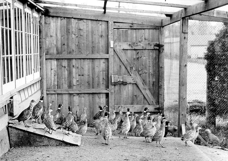 Pheasant farming