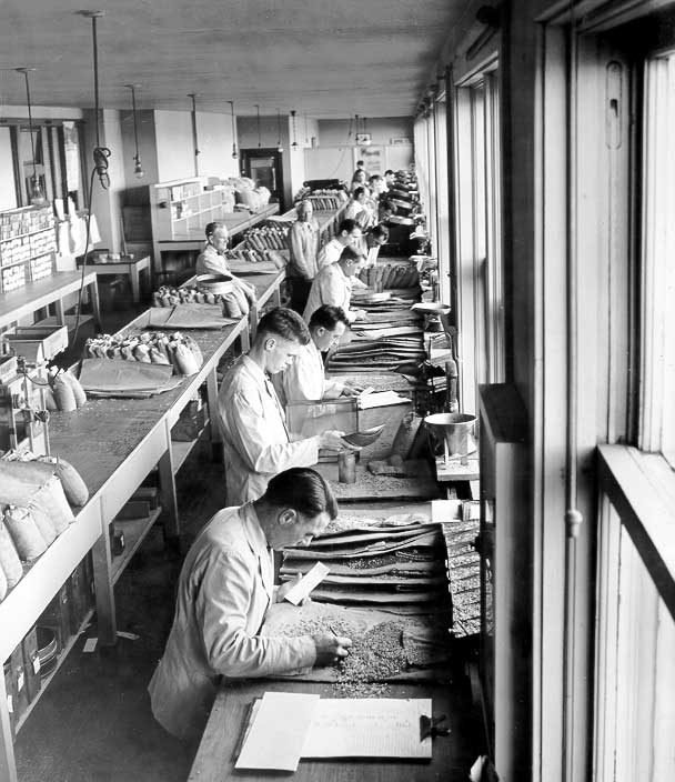 Grain graders at work in the Inspection Department of the Board of Grain Commissioners