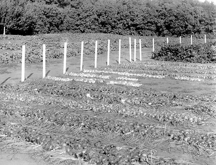 Letting onion tops dry after harvesting at the Experimental Farm
