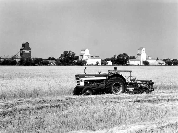 Swathing grain with grain elevators in the distance