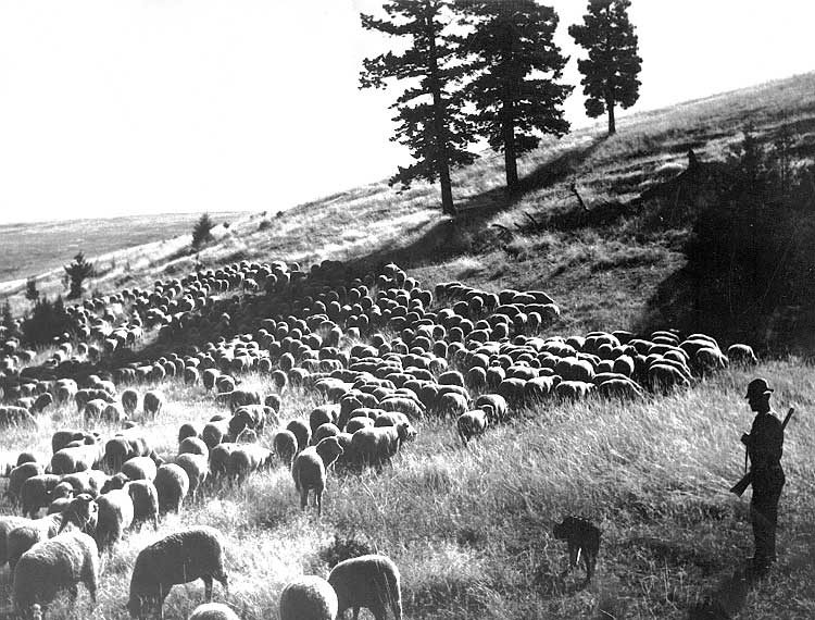 Shepherd watching over his sheep herd