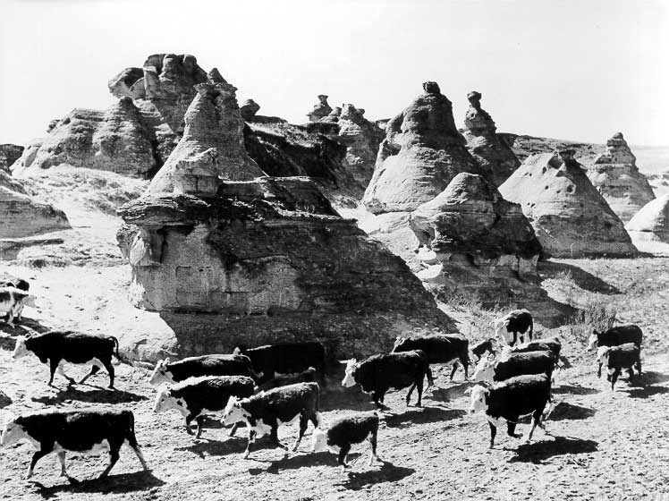 Hereford cattle walking through the badlands