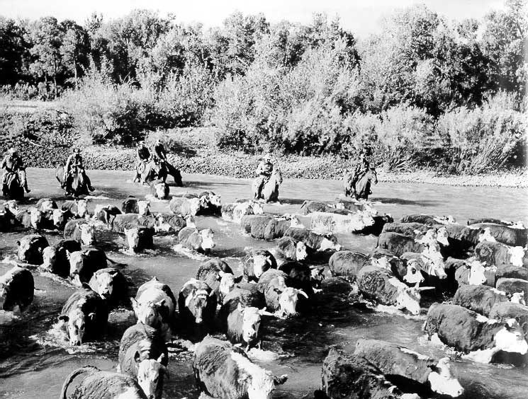 Cattle being driven across Oldman River