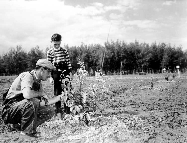 Farmer and boy inspecting a fruit tree