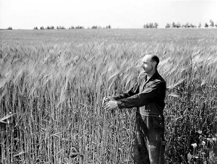 A farmer inspects his crop of oats