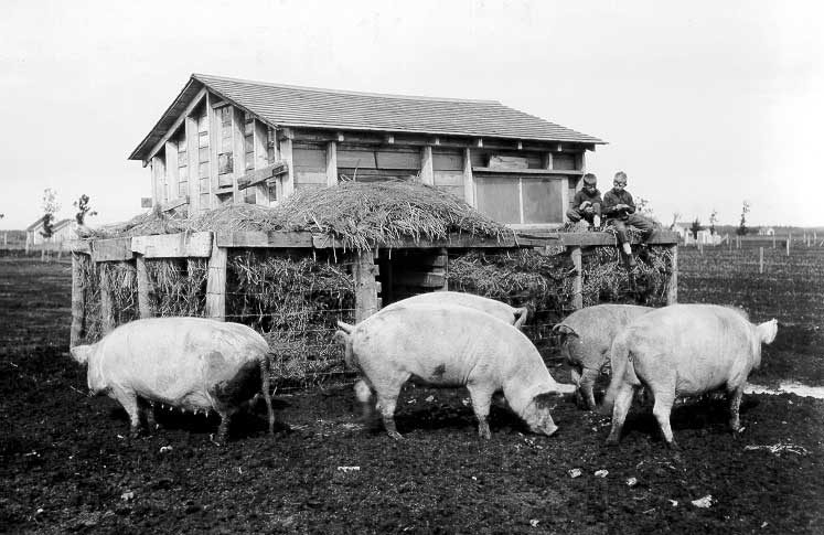 Children watching sows