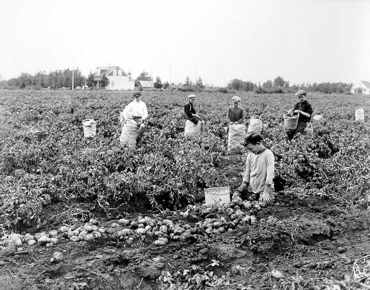 Boys harvesting and packing potatoes in jute sacks