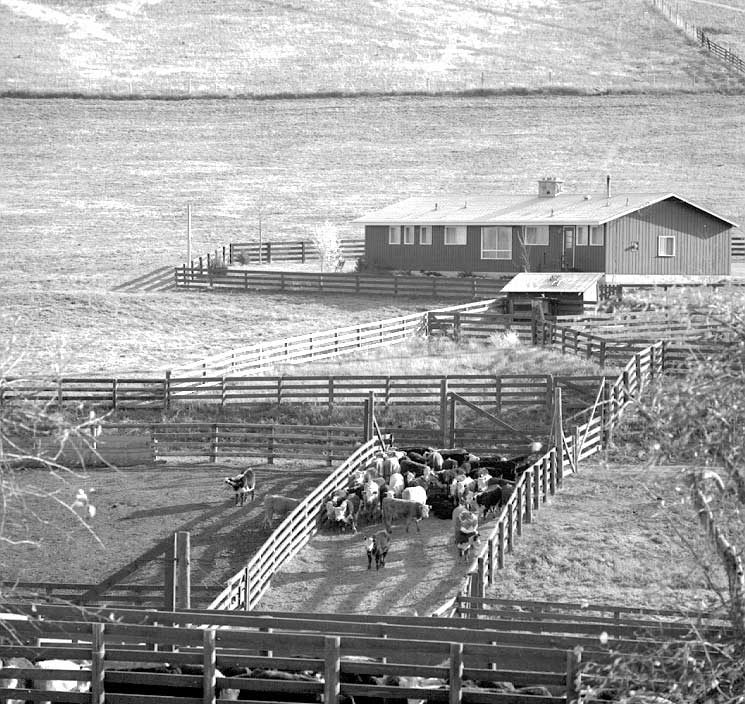 Beef cattle farming at Willow Ranch