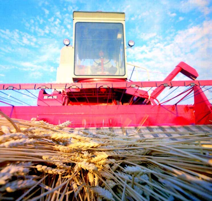 Wheat on the pick-up of a self-propelled combine