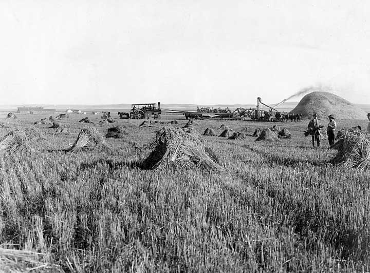 Threshing grain in Western Canada