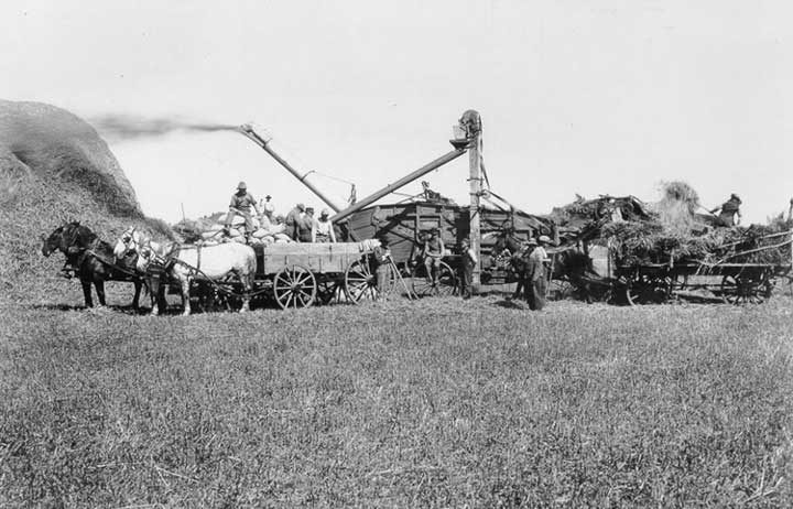 Threshing grain in Western Canada