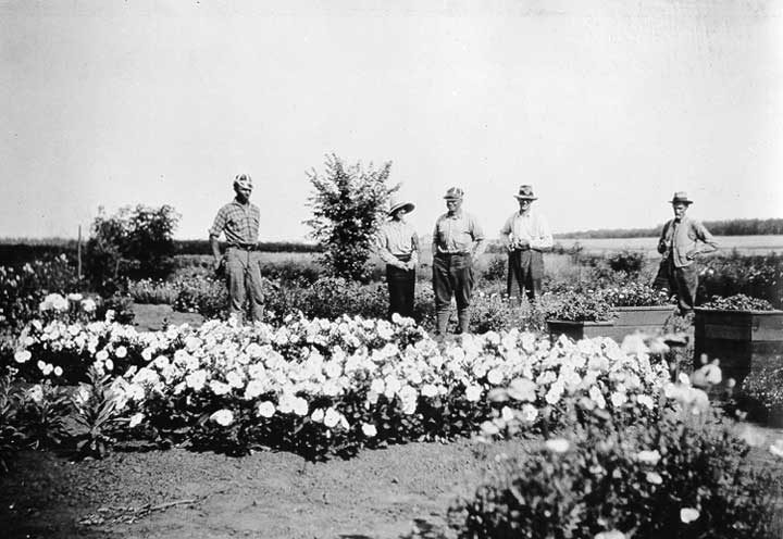 A flower garden at an Experimental Station in northern Alberta seen during Jasper-Peace River canoe trip
