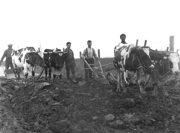 Teams of cattle used to plough a field and remove stones