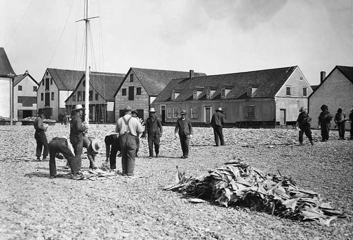 Laying out cod to dry in the sun