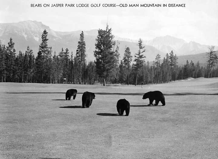 Bears on the Jasper Park Lodge Golf Course with Roche Bonhomme (Old Man of the Mountain) in the distance