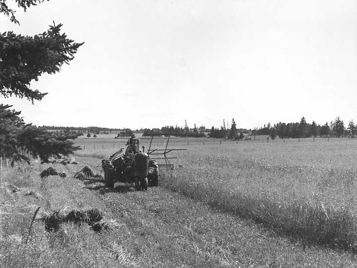 Harvesting a crop on Prince Edward Island
