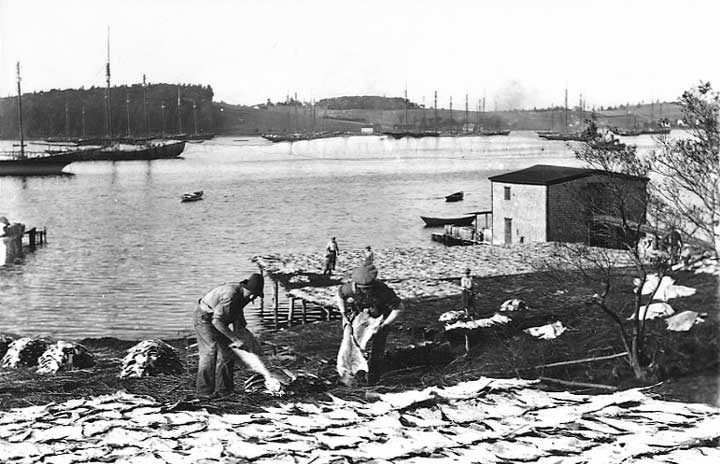 Drying codfish on the shore