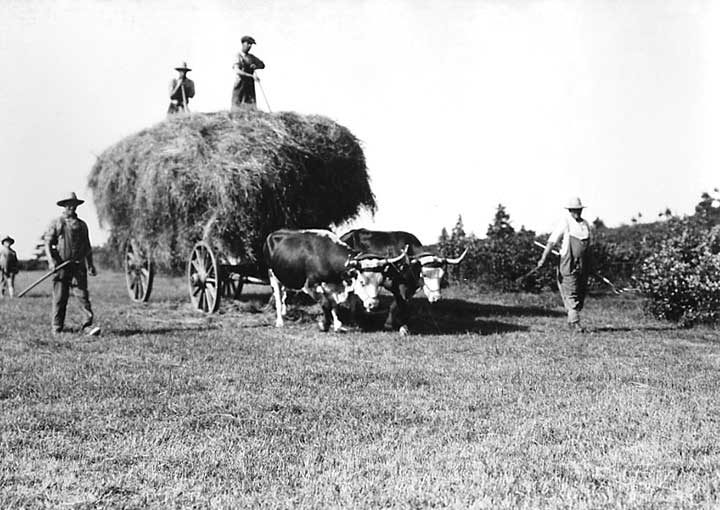 An ox team pulls a wagon-load of hay