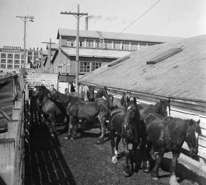 Horses at the Winnipeg stock yards