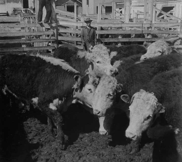 Hereford beef cattle at the Winnipeg stock yards