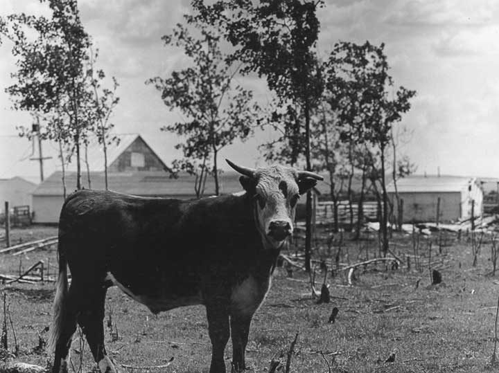 Bull on a Manitoba farm